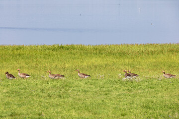 Obraz na płótnie Canvas Flock of Greylag geese on a green meadow by a lake
