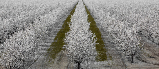 A Grove of Almond Trees in Bloom in Modesto, Stanislaus County, California.