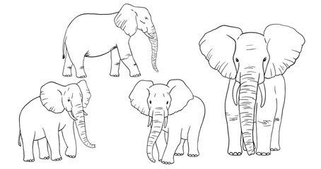 Elephant outline sketch isolated on white background. Vector engraving illustrations set. Doodle african animals