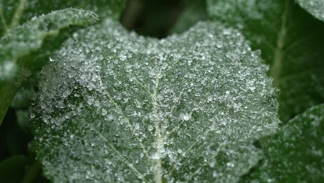 Hail and snow on green leaves in cold winter.