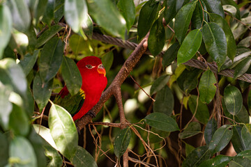Red Lori, A spectacular red parrot with an orange bill