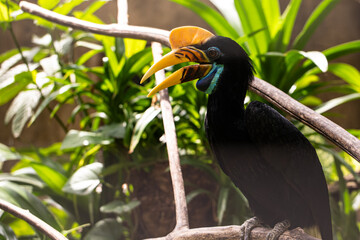 Knobbed Hornbill is a colourful hornbill native to Indonesia. Faunal symbol of South Sulawesi...