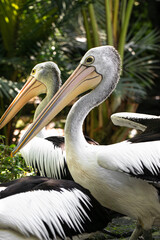 The great white pelican (Pelecanus onocrotalus) aka the eastern white pelican, rosy pelican or white pelican