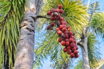 Areca catechu is a species of palm which grows in much of the tropical Pacific, Asia, and parts of east Africa. The palm is native to the Philippines - obrazy, fototapety, plakaty