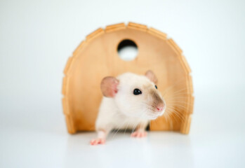Domestic cute white rat peeks out of its house on white background. Favorite pets concept