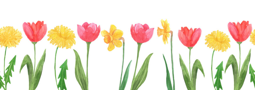 Hand painted watercolor seamless border with daffodils and tulips flower isolated