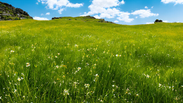 grass-blades-bending-slightly-under-the-gentle-breeze-interspersed-with-vibrant-wildflowers-a-rugg