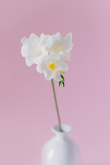 Beautiful white freesia flower in a vase on a pink background.