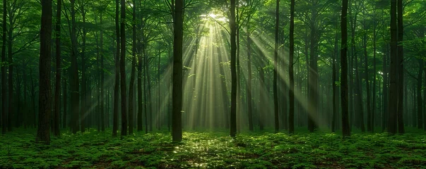 Foto op Aluminium green bamboo forest © Ahmad