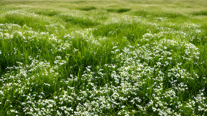 grass-blades-and-wildflowers-nestled-among-large-stones-clear-blue-sky-stretching-above-rendered