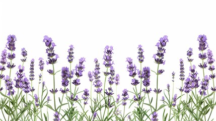 Naklejka premium lavender flowers isolated on a white background