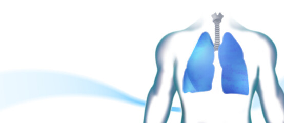 Human lungs x-ray chest for background