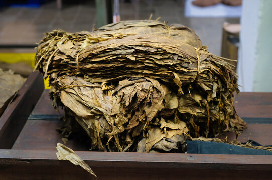 A bunch of fermented tobacco leaves
