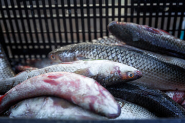 Fresh raw fish in a container at the market. Healthy diet food. Close-up.