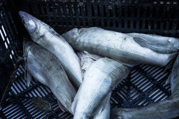 Obraz premium Fresh raw fish in a container at the market. Healthy diet food. Close-up.