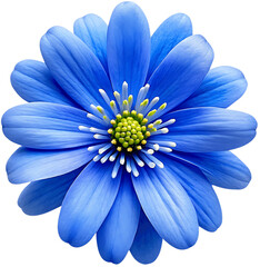 Blue flower macro isolated on a transparent background