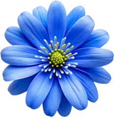 Foto op Canvas Blue flower macro isolated on a transparent background © Lek