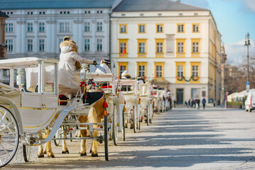 Fototapeta premium Queue of horse ride carriage for tourists during winter holidays, Lined up and ready to roll, a string of horse-drawn carriages awaits city tour passengers