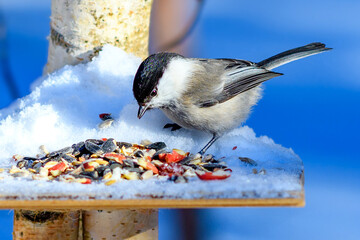 Obraz na płótnie Canvas Willow tit in selective focus in a beautiful winter forest sits on a feeder. Winter frosty background with animal. Songbirds in snowy winter. Feeding the birds.