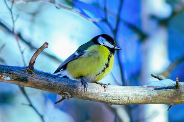 Fototapeta premium Tit bird in selective focus sits on a branch in a beautiful forest. Songbirds.