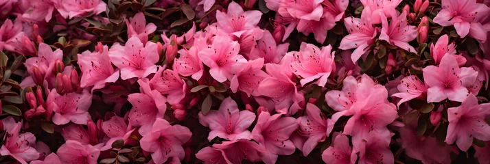 Photo sur Plexiglas Azalée Breathtaking Display of Blooming Reddish-Pink Azalea Bush - Nature's Vibrant Artistry