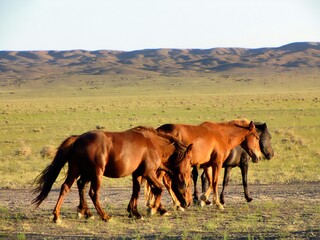 Southern Mongolia