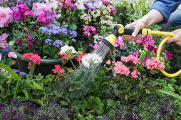 Colorful flowers in pots are watered with hosepipe in terrace, pink red geranium flowers under water drops outdoors, taking care about flowering flowers in pots home gardening concept