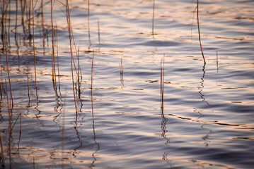 Reeds poking out of the water by a lakeshore.