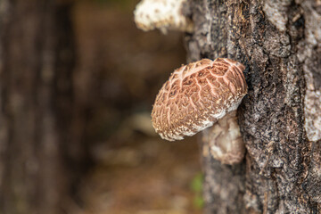 mushroom, 팽이버섯