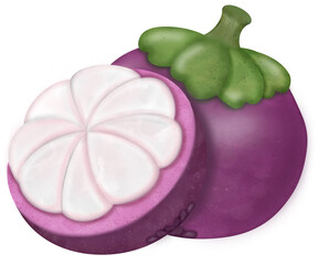 mangosteen , Set tropical fruit - fresh purple Queen of fruits. Whole and half with leaves. Hand drawn watercolor painting illustration isolated.
