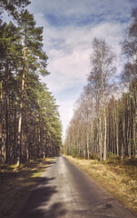 Photo of a road in a forest, color toning applied.