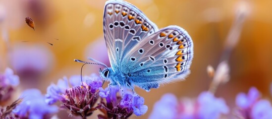 A Common blue butterfly, Polyommatus, a type of insect and pollinator, rests its electric blue...