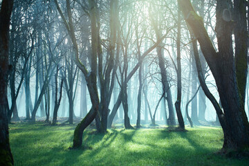 poranna mgła w lesie i promienie słońca	