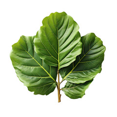 Green leaves of fiddle-leaf fig tree (Ficus lyrata) the popular ornamental tree tropical houseplant on white background.png