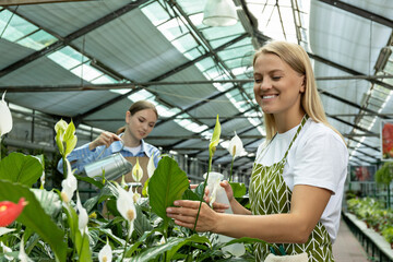 A girl florist takes care of flowers in a green house.