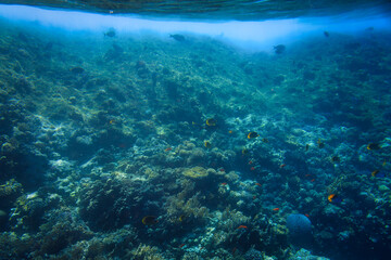 Naklejka na ściany i meble Red Sea underwater scenery with tropical fishes, Egypt