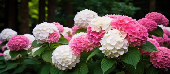 A cluster of pink and white flower heads on a Hydrangea shrub blooming vibrantly in a woodland garden in Devon, England.