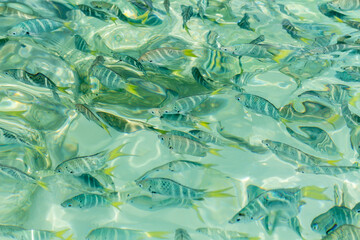 Fototapeta na wymiar Fishes swim freely in crystal clear sea water in the coast of southern Thailand.