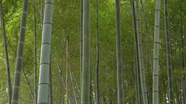 lush kyoto bamboo forest in springtime