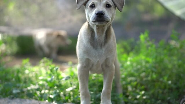 Close-up of Canis lupus dingo, barking dog, white fur