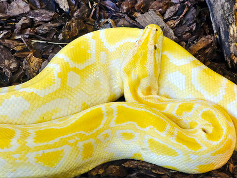 Gold Yellow Python, Albino snake with beautiful yellow skin snake texture close up. Reticulated python is non venomous snake.	
