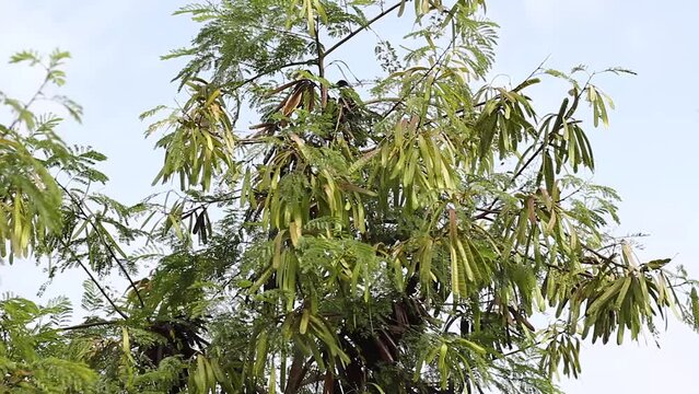 tree and fruit of pete lamtoro, 
Leucaena leucocephala.