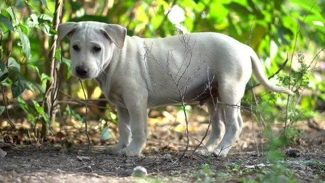 Close-up of Canis lupus dingo dog, the dog is sniffing, white fur