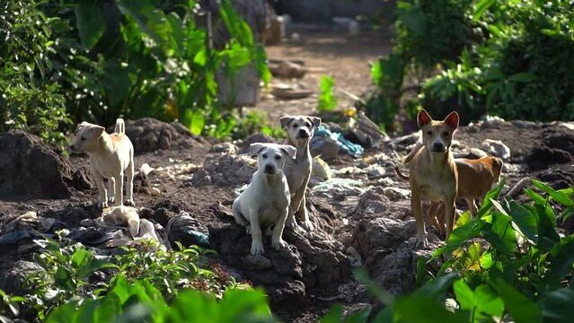 Close-up of barking Canis lupus dingo dogs
