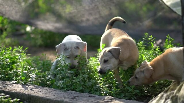 Close-up of three Canis lupus dingo herbivorous dogs playing