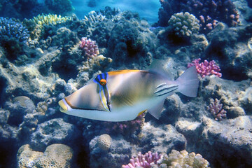 picasso fish in the red sea Egypt