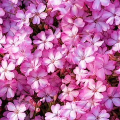 Creeping Phlox Known as Moss Pink or Mountain Phlox, Flowering Plant in the Family Polemoniaceae