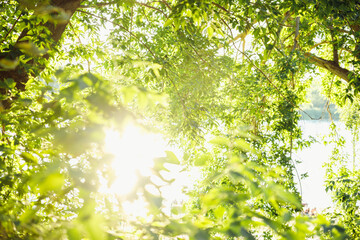 Sun flare through summer fresh green leaves of trees on river bank. Sunbeam, hot weather. Green...