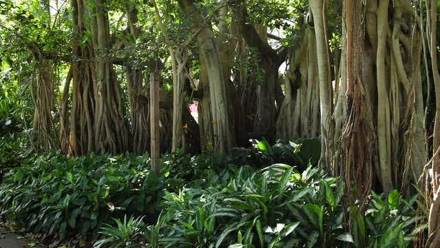 Banyan Tree Growth Over Time