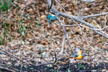 繁殖のためにお見合いをする可愛いカワセミ（カワセミ科）のペア。
片方が飛び出した。

日本国東京都文京区、小石川植物園にて。
2024年2月18日撮影。

A pair of cute Kingfishers (Alcedo atthis, family comprising kingfishers) matching each other for breeding.
One of them ju
